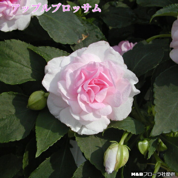 八重咲きインパチェンス カリフォルニアローズ フィエスタ 花苗 3 5号 最高級のスーパー