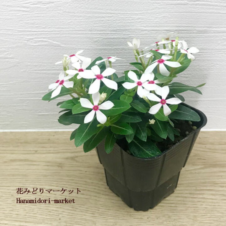 楽天市場 ニチニチソウ 小輪 夏花火 ナツハナビ 3 5号ポット苗日々草 ミニビンカ 花みどりマーケット 楽天市場店