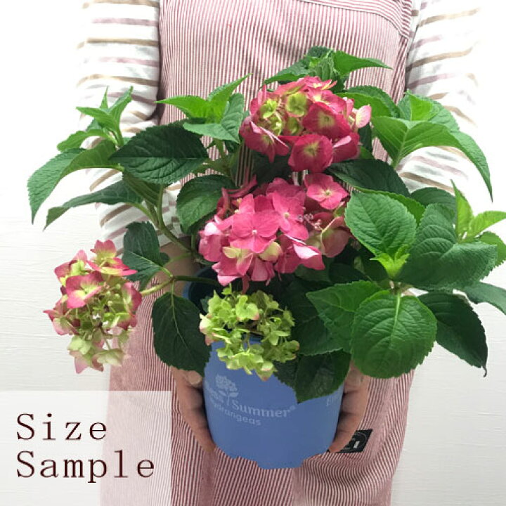 楽天市場 アジサイ 四季咲き エンドレスサマー サマークラッシュ 6号ポット開花株 ハイドランジア あじさい 紫陽花 花木苗 花みどりマーケット 楽天市場店