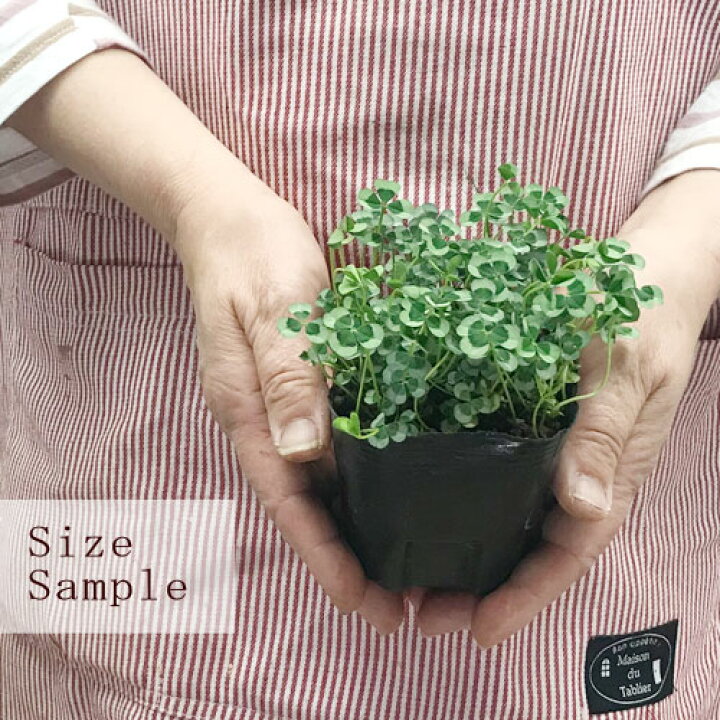 楽天市場 クローバー ティント 全4種 ガーネット ヴェール ロゼ ナイト 3号ポット苗グランドカバー 常緑 カラーリーフ 寄せ植え 宿根草 花みどりマーケット 楽天市場店