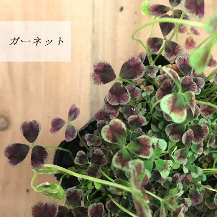 楽天市場 クローバー ティント 全4種 ガーネット ヴェール ロゼ ナイト 3号ポット苗グランドカバー 常緑 カラーリーフ 寄せ植え 宿根草 花みどりマーケット 楽天市場店