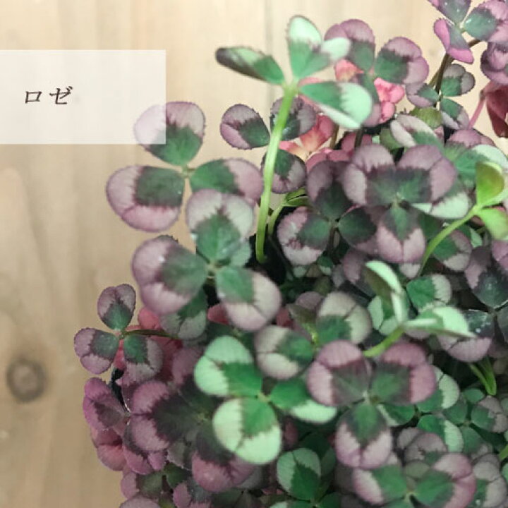 楽天市場 クローバー ティント 全4種 ガーネット ヴェール ロゼ ナイト 3号ポット苗グランドカバー 常緑 カラーリーフ 寄せ植え 宿根草 花みどりマーケット 楽天市場店