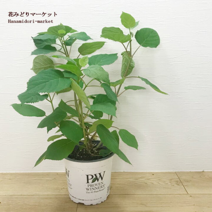 54 Off アメリカアジサイ紫陽花アナベル挿し木根付き抜き苗1本 植物