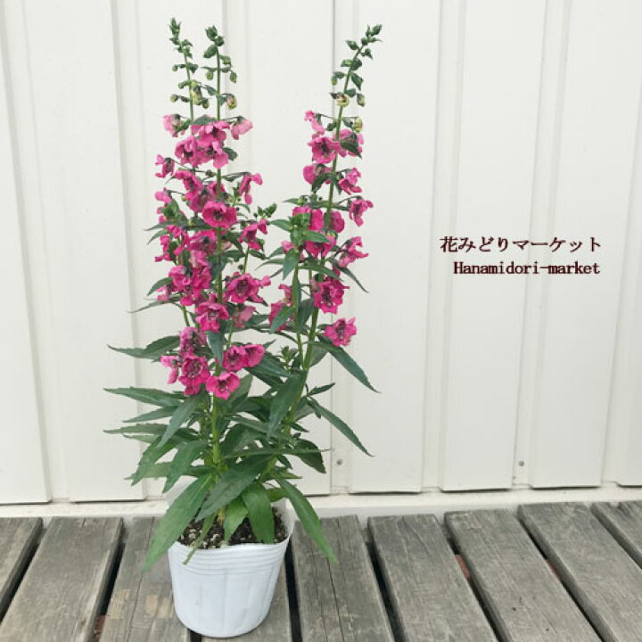 楽天市場 アンゲロニア アークエンジェル チェリーレッド 3 5号ポット苗夏の花 花みどりマーケット 楽天市場店