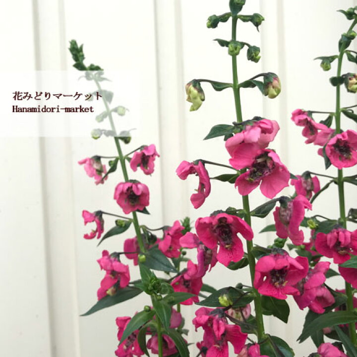 楽天市場 アンゲロニア アークエンジェル チェリーレッド 3 5号ポット苗夏の花 花みどりマーケット 楽天市場店