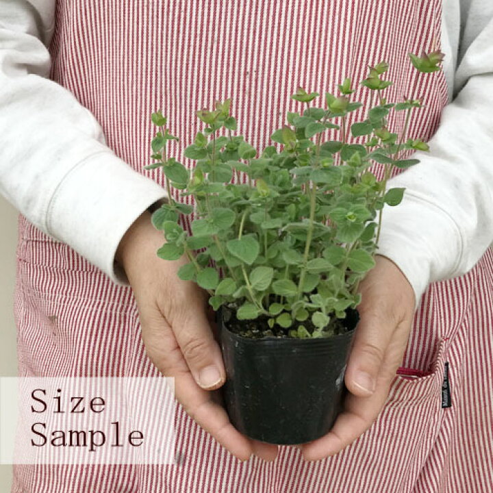 楽天市場 オレガノ バックランド 3号ポット苗宿根草 多年草 イングリッシュガーデン 香り 花オレガノ 花みどりマーケット 楽天市場店