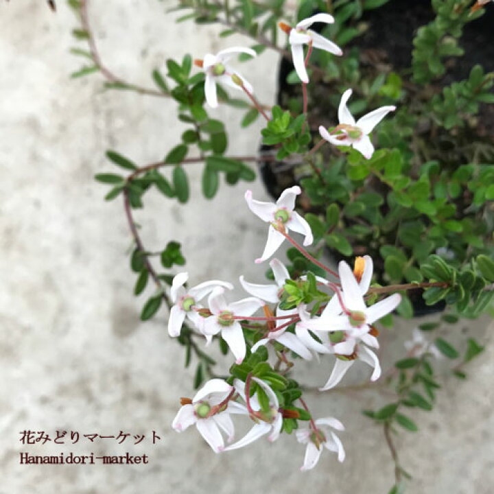 楽天市場 クランベリー ツルコケモモ 3 5号ポット苗花木苗 庭木 グランドカバー 果樹苗 花みどりマーケット 楽天市場店