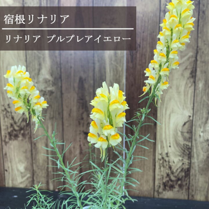 楽天市場 宿根リナリア プルプレア イエロー 3 3 5号ポット苗花苗 多年草 宿根草 イングリッシュガーデン 花みどりマーケット 楽天市場店