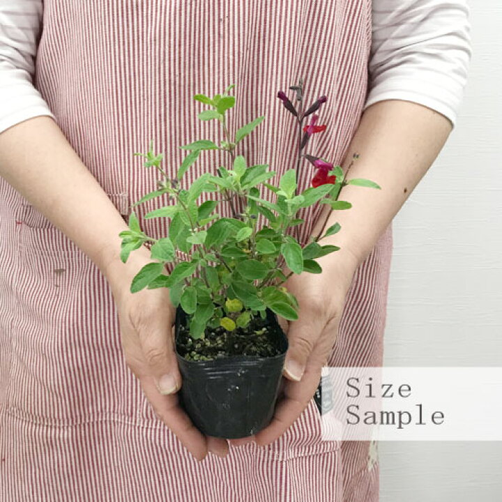 楽天市場 宿根サルビア チェリーセージ アップル 3号ポット苗イングリッシュガーデン 香り 花苗 多年草 宿根草 四季咲き 花みどりマーケット 楽天市場店