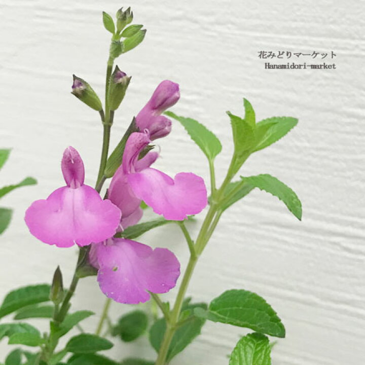 50 Off サルビア チェリーセージ ハーブ苗 3号ポット Zurique Com Br