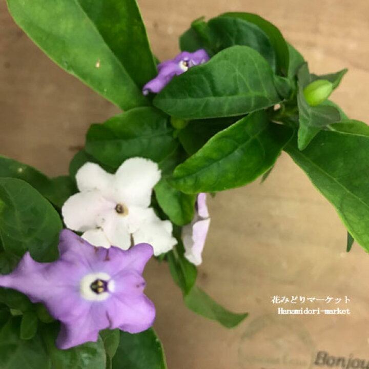 楽天市場 ニオイバンマツリ 3 5号ポット苗 花苗 鉢花 春 夏 香り 耐暑性 暑さに強い 花みどりマーケット 楽天市場店