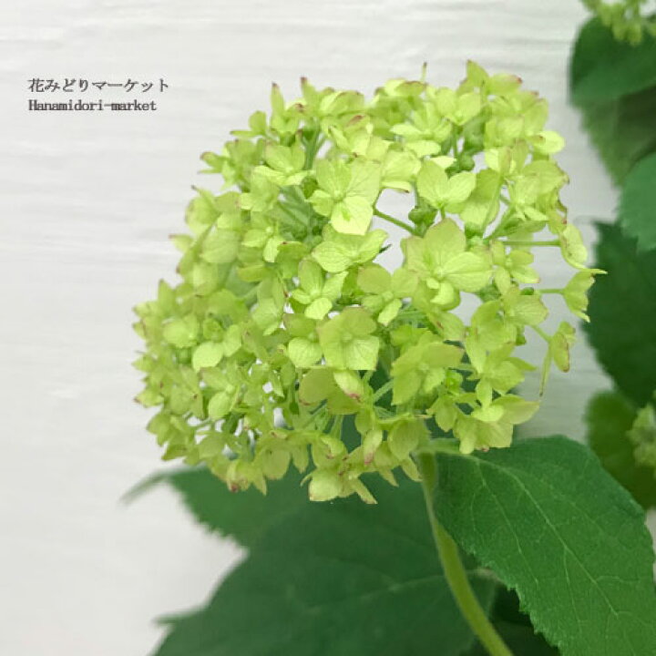 楽天市場 ガーデンアジサイ ピンクアナベル ピコティシャルマン 3 5号ポット苗花苗 苗 花木苗 アジサイ あじさい ピンク 白 ホワイト イングリッシュガーデン シュラブ 庭木 花みどりマーケット 楽天市場店