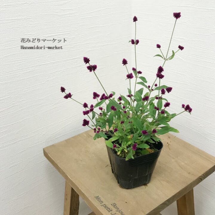楽天市場 アルテルナンテラ 千日紅 センコウハナビ 3 5号ポット苗寄せ植え 鉢花 赤 レッド 花苗 夏 秋 花みどりマーケット 楽天市場店