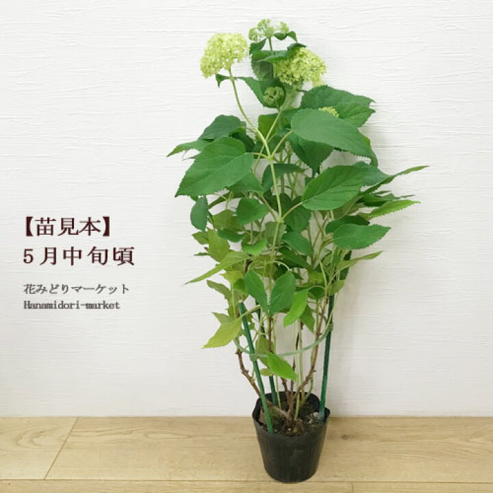 楽天市場 ガーデンアジサイ ピンクアナベル ピコティシャルマン 3 5号ポット苗花苗 苗 花木苗 アジサイ あじさい ピンク 白 ホワイト イングリッシュガーデン シュラブ 庭木 花みどりマーケット 楽天市場店
