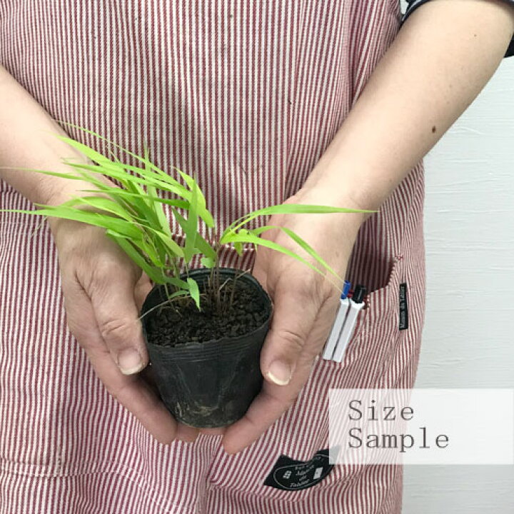 楽天市場 フウチソウ 黄金風知草 2 5号ポット苗 宿根草 カラーリーフ 花みどりマーケット 楽天市場店