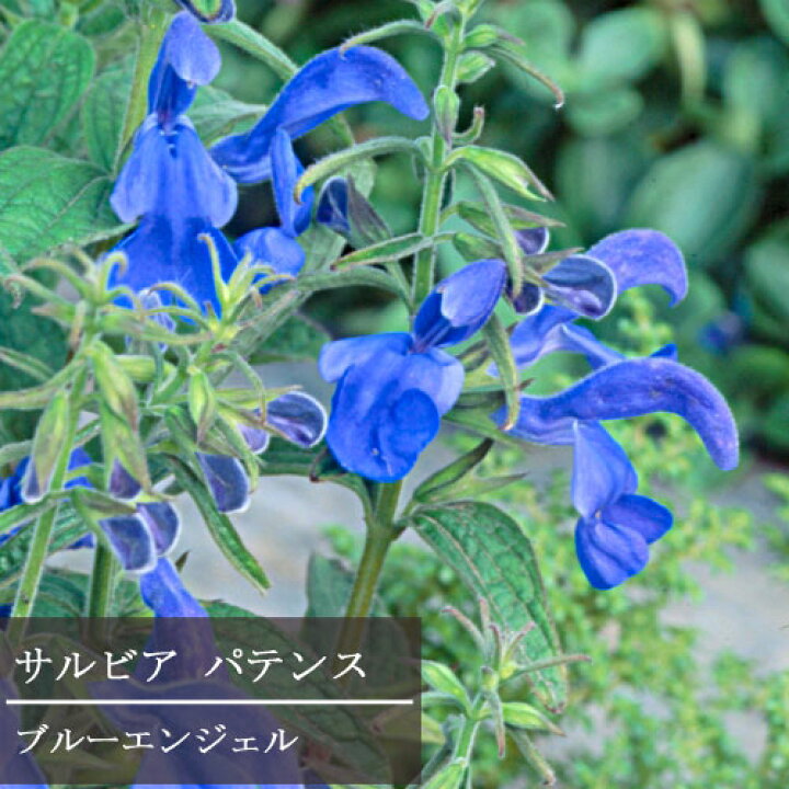 楽天市場 宿根サルビア パテンス ブルーエンジェル 3 3 5号ポット苗サルビア セージ 花苗 多年草 イングリッシュガーデン 宿根草 ブルー 青 耐寒性 耐暑性 花みどりマーケット 楽天市場店