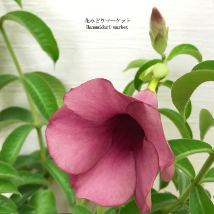 楽天市場 アラマンダ ヘンダーソニー ピンク花 5号ポット苗 花木苗 花苗 イングリッシュガーデン 耐寒性 耐暑性 夏 ピンク つる つる性 花みどりマーケット 楽天市場店 楽天市場 アラマンダ ヘンダーソニー ピンク花 5号ポット苗 花木苗 花苗 イングリッシュガーデン 耐寒性 耐暑性 夏 ピンク つる つる性 花みどりマーケット 楽天市場店