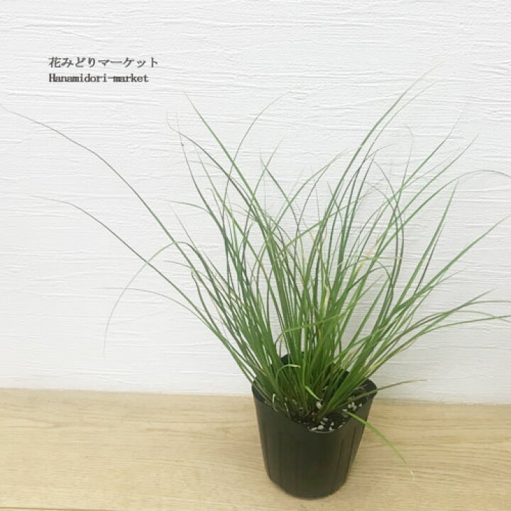 楽天市場 カレックス フラゲリフェラ キウイ 3号ポット苗イングリッシュガーデン グラス カラーリーフ 花苗 多年草 宿根草 寄せ植え コンテナ 花壇 鉢植え 花みどりマーケット 楽天市場店