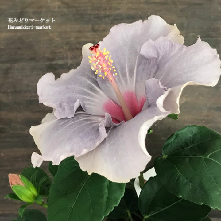 楽天市場 ハイビスカス New ロングライフ ケイト 3 5号ポット苗hibisqs 花苗 苗トロピカルフラワー 夏 ブルー 紫 花みどりマーケット 楽天市場店