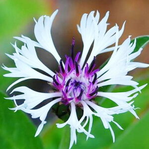 yPi / 3Zbgz Zg[Ap[vn[g 3|bgc O}MN jԕc h N ϊ Ϗ CObVK[f  zCg ԑ O} O}\E