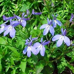 yPi / 3ZbgzhxA `[h\j[ 3`3.5|bgcCObVK[f u[K[f h ԕc Ԃ̕c ϊ OhJo[ u[  p[v xA x