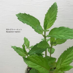 yPi / 3Zbgz~g XCXR 3|bgcn[u n[uc ԕc  nbJ F