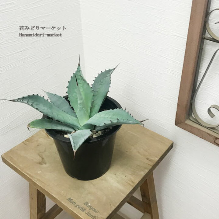 楽天市場】アガベ テマカプリネンシス 4号ポット多肉植物 ドライ 