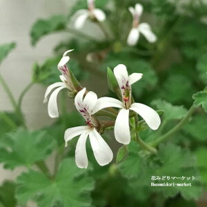 ハーブゼラニューム オールドスパイス 3〜3.5号ポット苗ゼラニウム ゼラニューム 鉢花 香り 宿根草 花苗 ハーブ苗 多年草