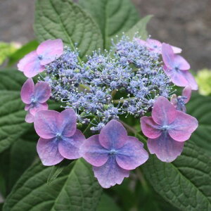 }AWTCvēiNjWj3.5|bgc