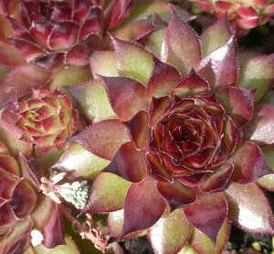 yPi / 3ZbgzZyruiZyrojuR@3|bgc@ZyrE A@ϗtA K[fjO 񂹐A