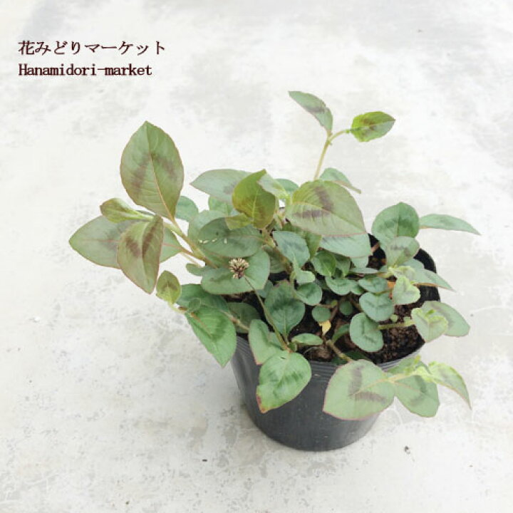 251円 話題の行列 草花の苗 ポリゴナム ヒメツルソバ 3号ポット2株セット 251円 話題の行列 草花の苗 ポリゴナム ヒメツルソバ 3号ポット2株セット
