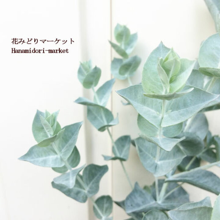 楽天市場 ユーカリ アルビダ 4号ポット苗 花みどりマーケット 楽天市場店 楽天市場 ユーカリ アルビダ 4号ポット苗 花みどりマーケット 楽天市場店