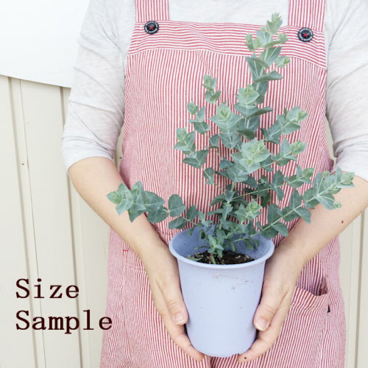 楽天市場 ユーカリ アルビダ 4号ポット苗 花みどりマーケット 楽天市場店 楽天市場 ユーカリ アルビダ 4号ポット苗 花みどりマーケット 楽天市場店