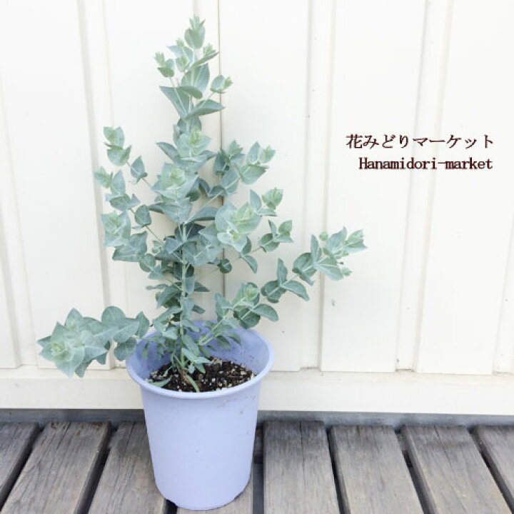 楽天市場 ユーカリ アルビダ 4号ポット苗 花みどりマーケット 楽天市場店 楽天市場 ユーカリ アルビダ 4号ポット苗 花みどりマーケット 楽天市場店