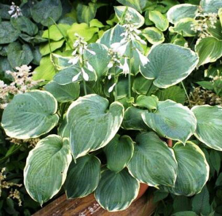 楽天市場 ホスタ ピザース 5号ポット苗宿根草 カラーリーフ 日陰 イングリッシュガーデンギボウシ 花みどりマーケット 楽天市場店