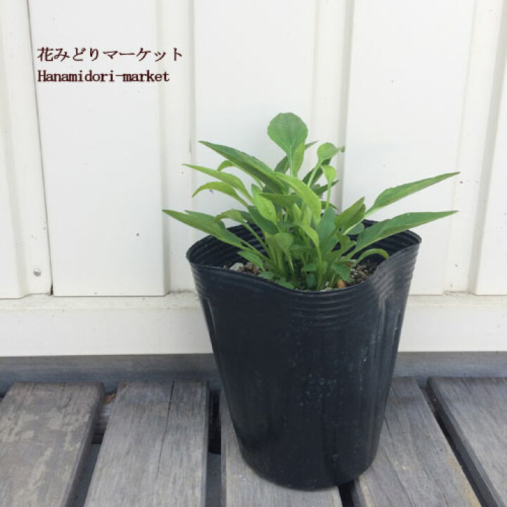 楽天市場 エキナセア グリーンジュエル 4号ポット 花みどりマーケット 楽天市場店