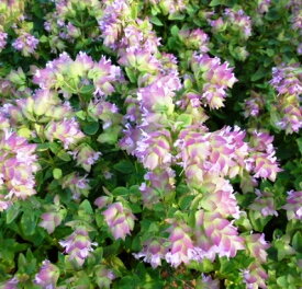 楽天市場 かわいい 種類 植物 オレガノ 花の苗物 苗物 ガーデニング 農業 花 ガーデン Diyの通販