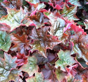 yPi / 3Zbgzq[P / c{TS pXp[v 3`3.5|bgcJ[[t h A