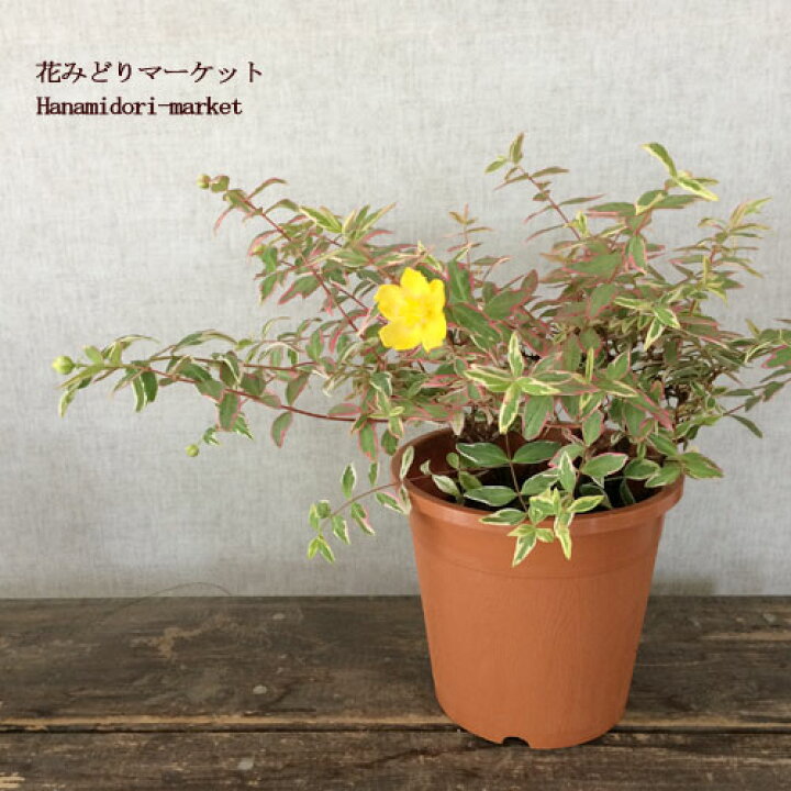 楽天市場 ヒペリカム トリカラー 5号ポットカラーリーフ 花木苗 寄せ植え 花みどりマーケット 楽天市場店