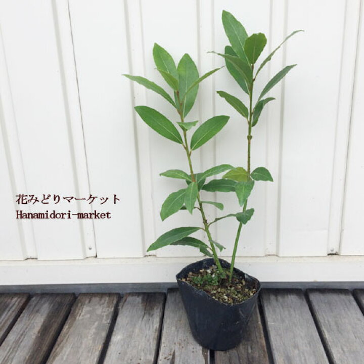 未使用 月桂樹 苗 ローリエ Tricostura Com Br 未使用 月桂樹 苗 ローリエ Tricostura Com Br