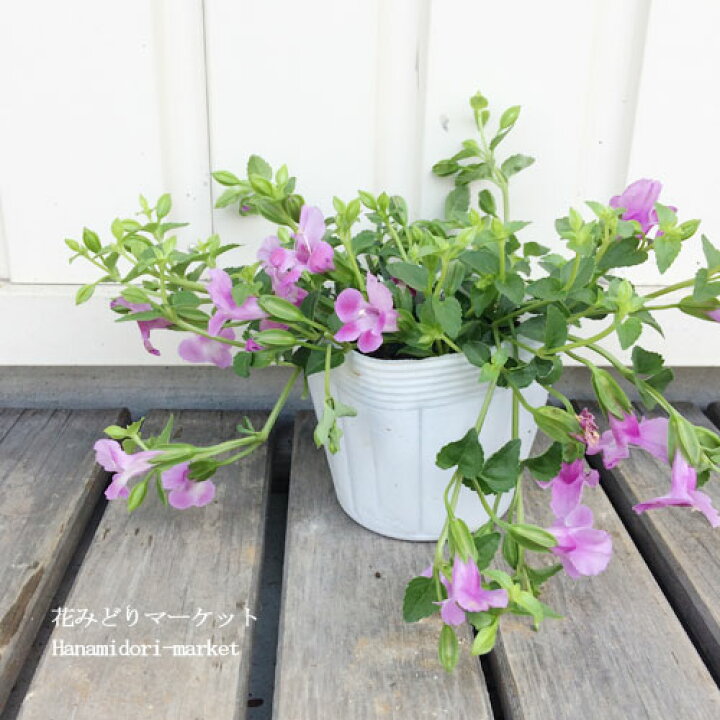 180円 13周年記念イベントが 花苗 スーパートレニア カタリーナアイスリバー 3 5号ポット