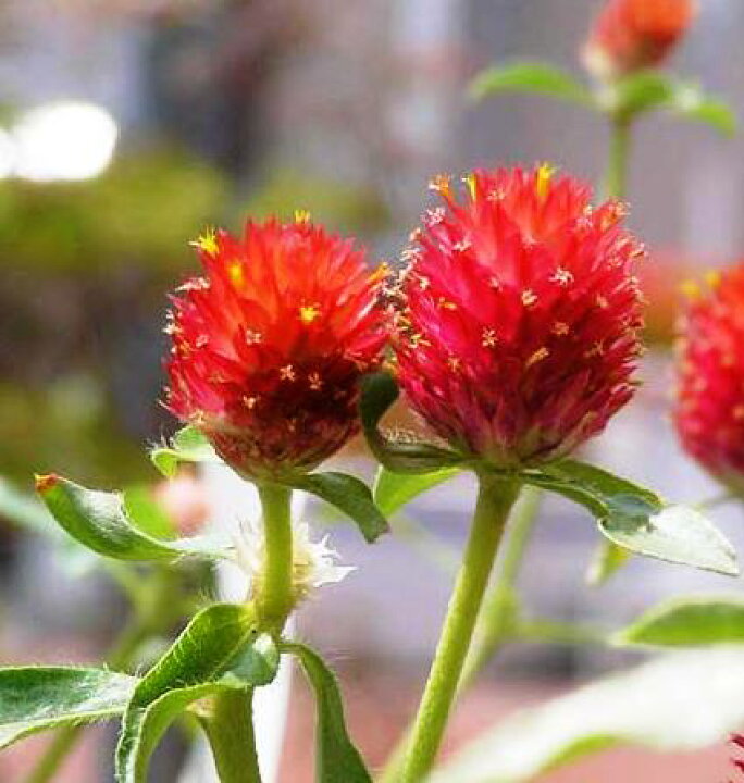 楽天市場 2個セット センニチコウ ストロベリーフィールド 3号ポット 開花苗 2ポットセット 花みどりマーケット 楽天市場店