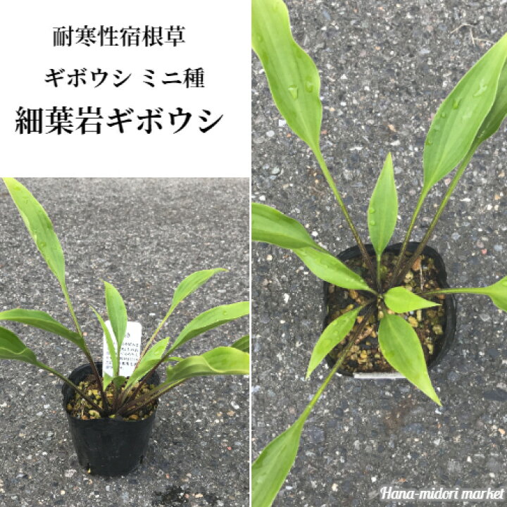 楽天市場 ホスタ ギボウシ 細葉岩ギボウシ 3号ポット苗カラーリーフ 宿根草 多年草 日陰 イングリッシュガーデン 花苗 宿根草 花みどりマーケット 楽天市場店 楽天市場 ホスタ ギボウシ 細葉岩ギボウシ 3号ポット苗カラーリーフ 宿根草 多年草 日陰 イングリッシュガーデン 花苗 宿根草 花みどりマーケット 楽天市場店