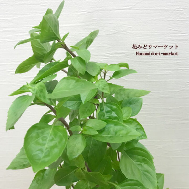 楽天市場 バジル コールドエイシル 3号ポット苗多年草 香り 花みどりマーケット 楽天市場店
