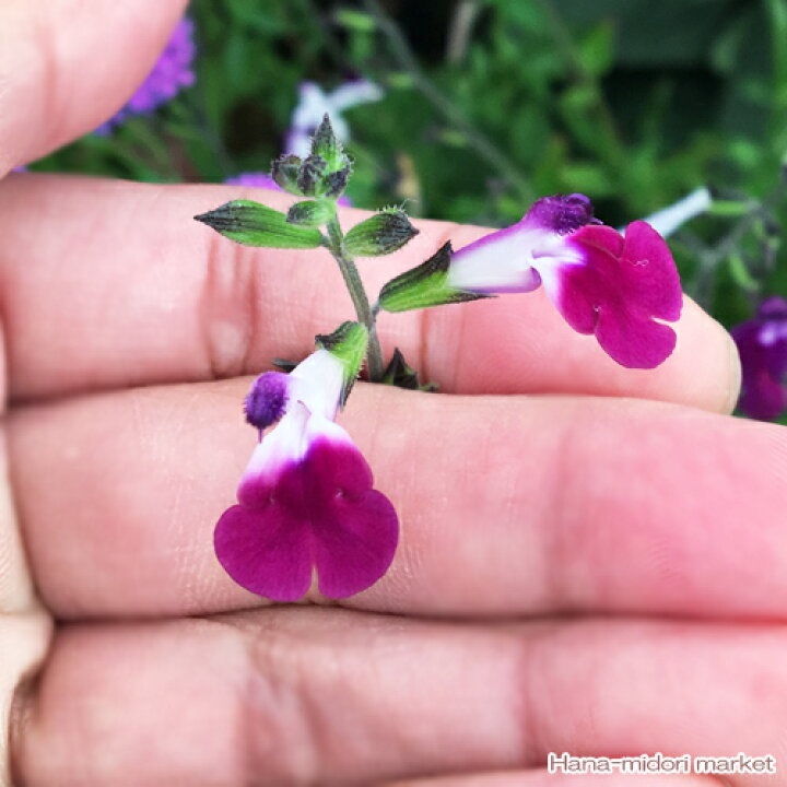 楽天市場 宿根サルビア チェリーセージ アメジストリップス 3号ポット苗イングリッシュガーデン 香り ブルー パープル 花みどりマーケット 楽天市場店