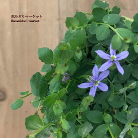 楽天市場 花 と 緑 マーケットの通販