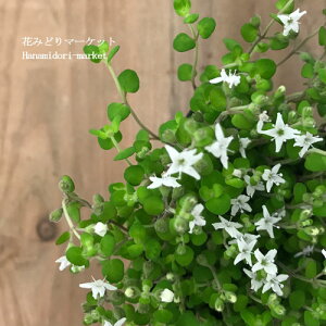 yPi / 3Zbgz~g ~L[EFC 3|bgcOhJo[ CObVK[f  n[uc ԕc N  zCg