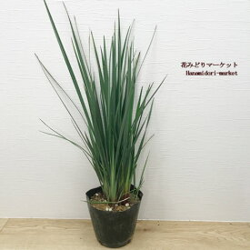 楽天市場 カラーリーフ グラスの通販