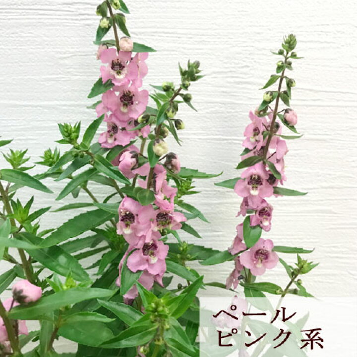 楽天市場 アンゲロニア セレニータ 全5色 3 3 5号ポット苗ブルー ピンク ホワイト ローメンテナンス 花苗 夏 耐暑性 花みどりマーケット 楽天市場店 楽天市場 アンゲロニア セレニータ 全5色 3 3 5号ポット苗ブルー ピンク ホワイト ローメンテナンス 花苗 夏 耐暑性 花みどりマーケット 楽天市場店