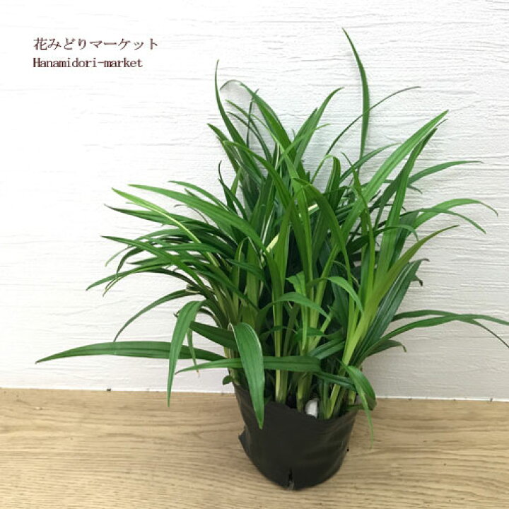 楽天市場 キチジョウソウ 吉祥草 斑入り葉 2 5 3号ポット苗グランドカバー カラーリーフ 日陰 宿根草 花みどりマーケット 楽天市場店
